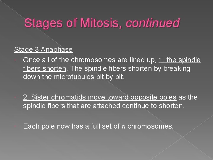 Stages of Mitosis, continued Stage 3 Anaphase Once all of the chromosomes are lined