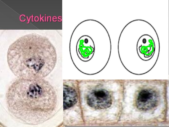 Cytokinesis 