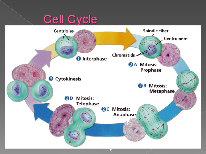 Cell Cycle 41 