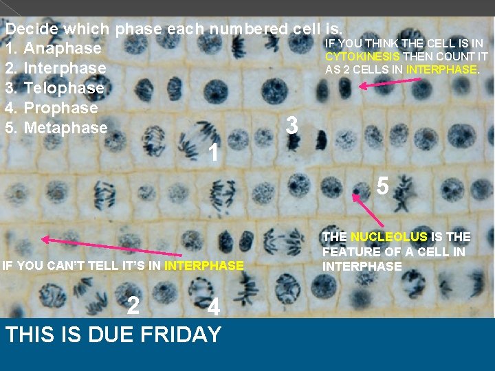 Decide which phase each numbered cell is. IF YOU THINK THE CELL IS IN