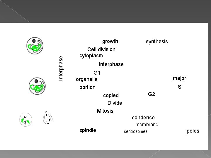 Interphase growth synthesis Cell division cytoplasm Interphase G 1 organelle major portion S G