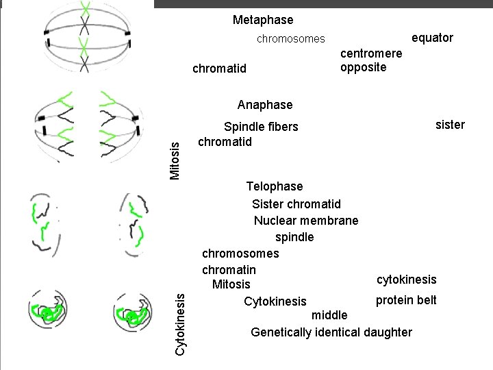 Metaphase equator chromosomes chromatid centromere opposite Cytokinesis Mitosis Anaphase Spindle fibers chromatid sister Telophase