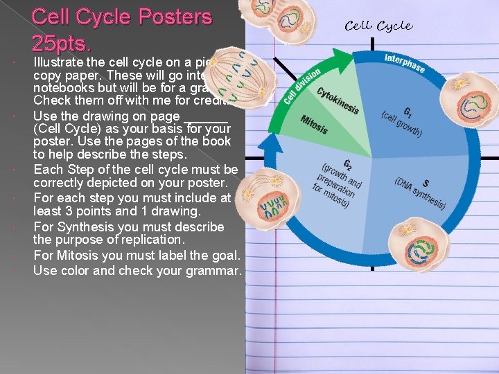 Cell Cycle Posters 25 pts. Illustrate the cell cycle on a piece of copy