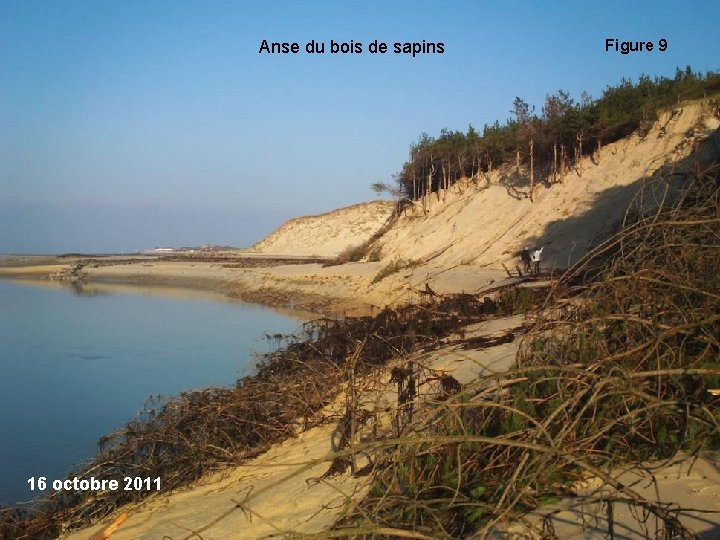 Anse du bois de sapins 16 octobre 2011 Figure 9 