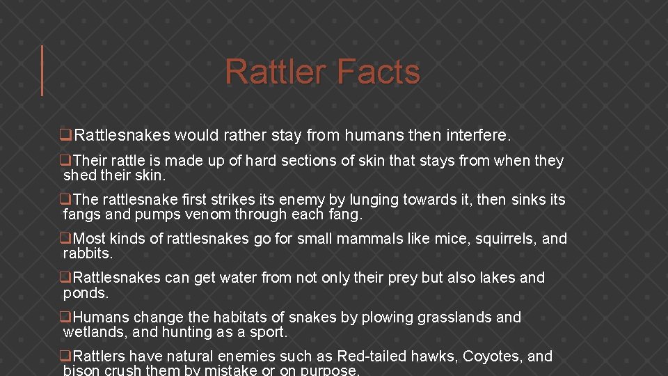 Rattler Facts q. Rattlesnakes would rather stay from humans then interfere. q. Their rattle