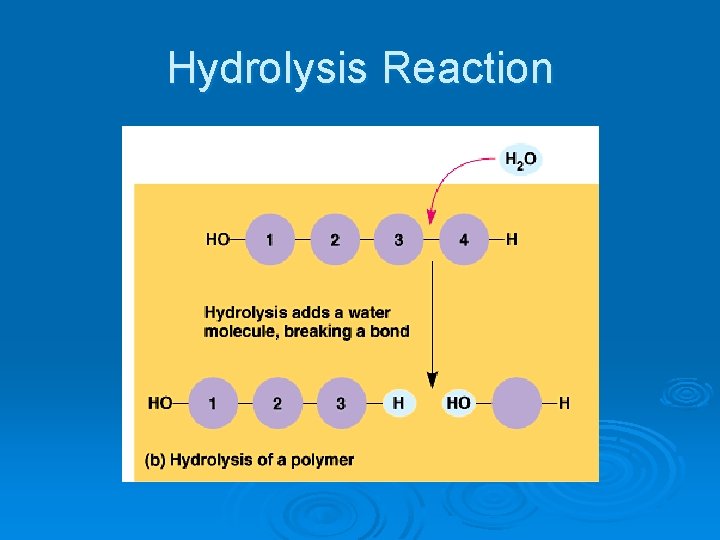 Hydrolysis Reaction 