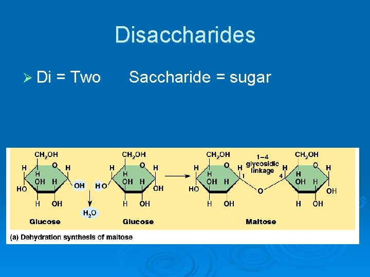 Disaccharides Ø Di = Two Saccharide = sugar 