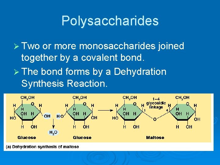 Polysaccharides Ø Two or more monosaccharides joined together by a covalent bond. Ø The