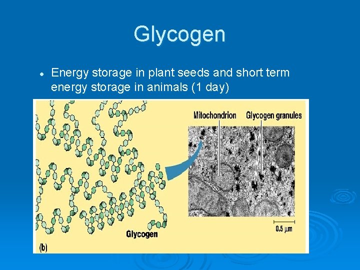Glycogen l Energy storage in plant seeds and short term energy storage in animals