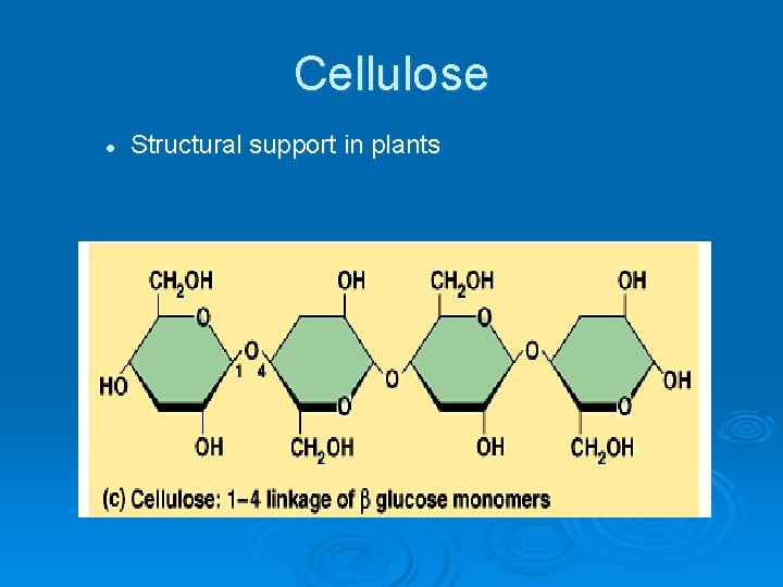 Cellulose l Structural support in plants 
