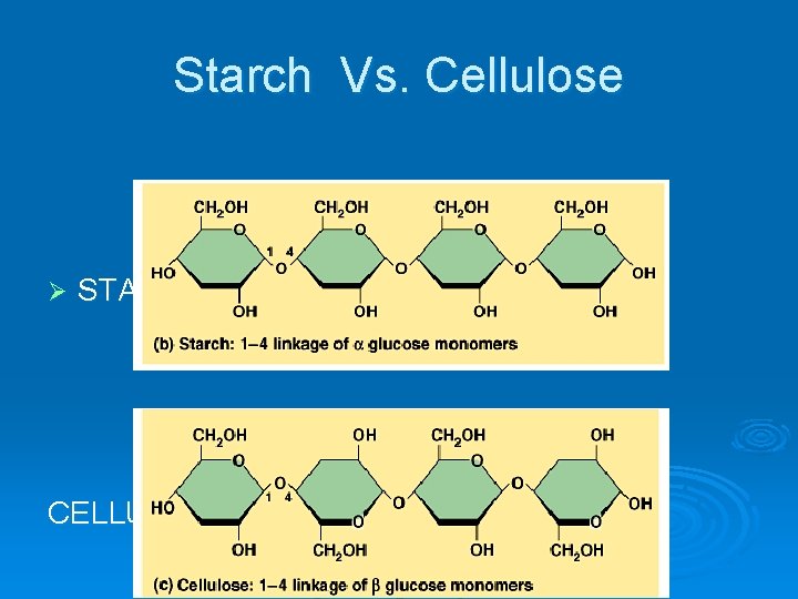 Starch Vs. Cellulose Ø STARCH CELLULOSE 