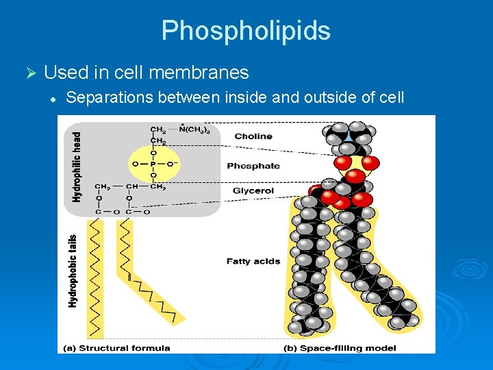 Phospholipids Ø Used in cell membranes l Separations between inside and outside of cell