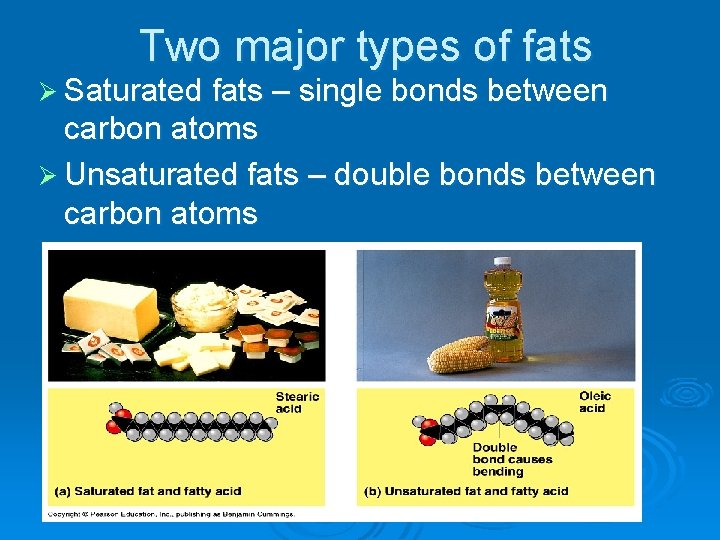 Two major types of fats Ø Saturated fats – single bonds between carbon atoms