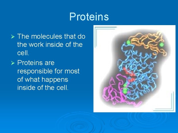 Proteins The molecules that do the work inside of the cell. Ø Proteins are