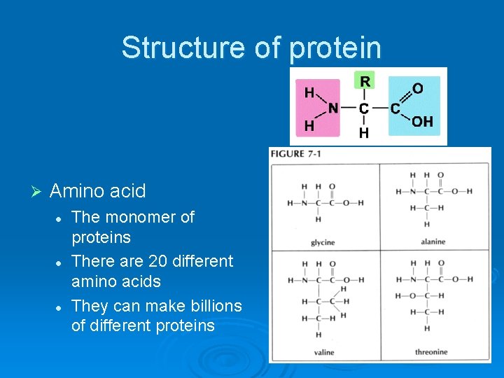 Structure of protein Ø Amino acid l l l The monomer of proteins There