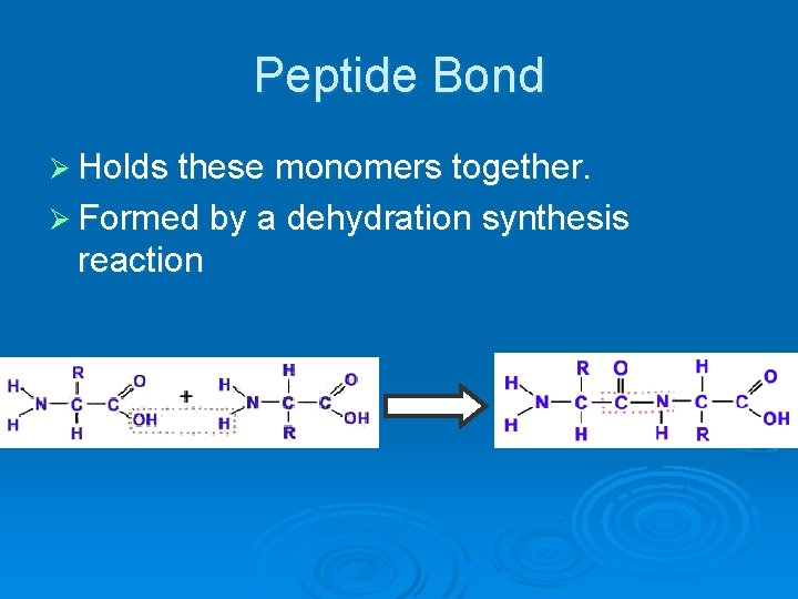 Peptide Bond Ø Holds these monomers together. Ø Formed by a dehydration synthesis reaction