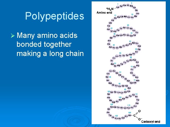 Polypeptides Ø Many amino acids bonded together making a long chain 