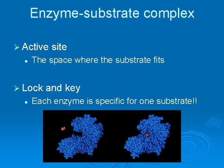 Enzyme-substrate complex Ø Active site l The space where the substrate fits Ø Lock