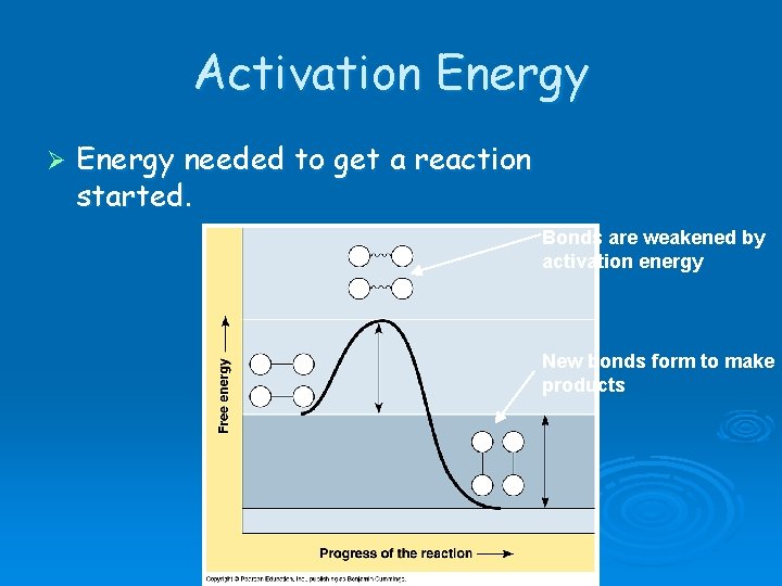 Activation Energy Ø Energy needed to get a reaction started. Bonds are weakened by