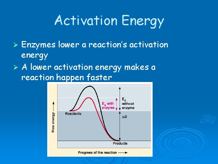 Activation Energy Enzymes lower a reaction’s activation energy Ø A lower activation energy makes