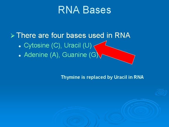 RNA Bases Ø There are four bases used in RNA l l Cytosine (C),