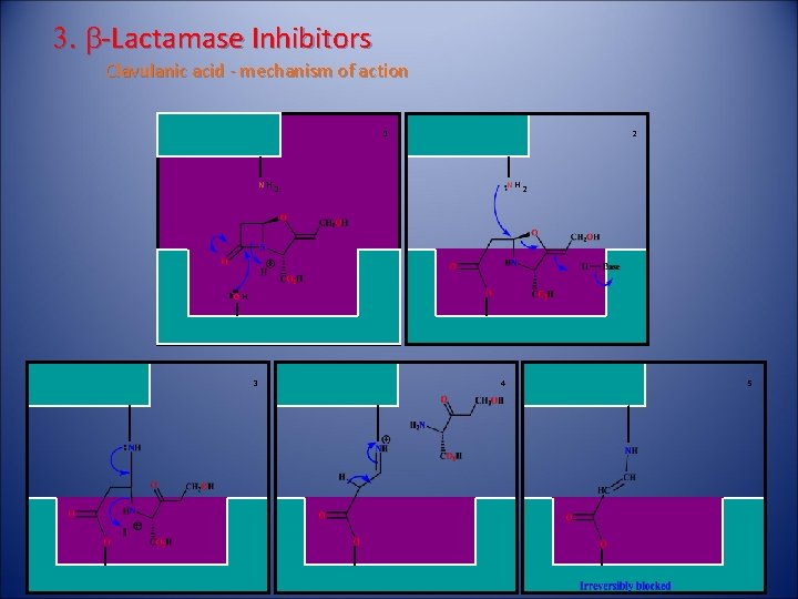 3. b-Lactamase Inhibitors Clavulanic acid - mechanism of action 2 1 NH 2 OH