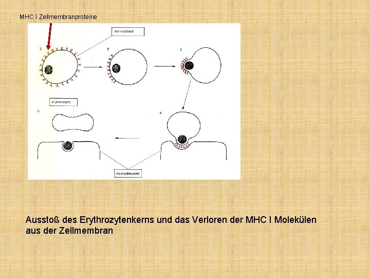 MHC I Zellmembranproteine Ausstoß des Erythrozytenkerns und das Verloren der MHC I Molekülen aus