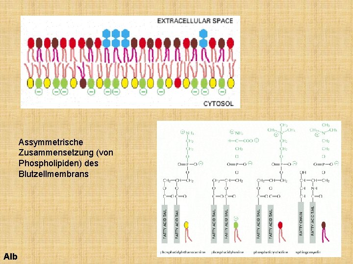 Assymmetrische Zusammensetzung (von Phospholipiden) des Blutzellmembrans Alb 