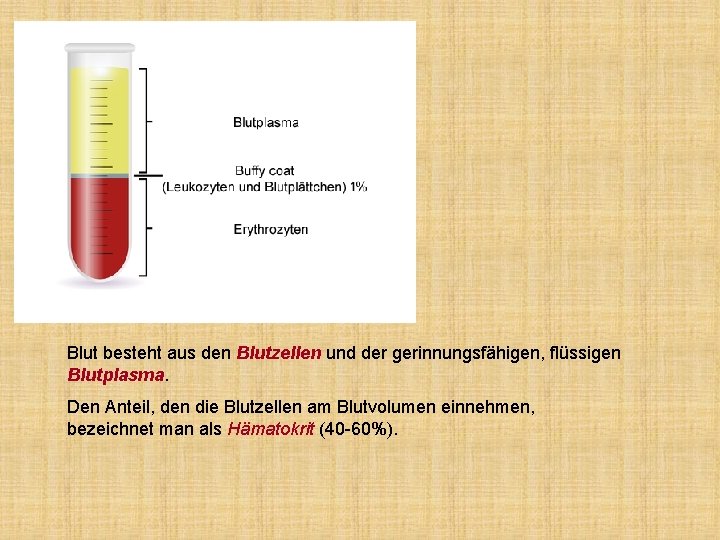 Blut besteht aus den Blutzellen und der gerinnungsfähigen, flüssigen Blutplasma. Den Anteil, den die