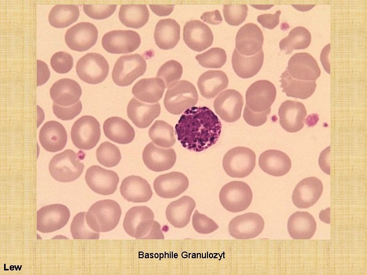 Basophile Granulozyt Lew 