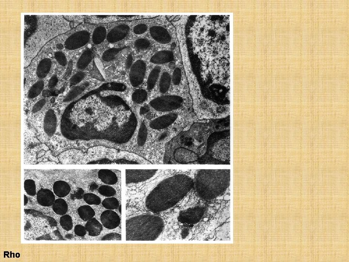Rho 