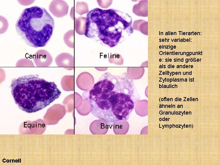 In allen Tierarten: sehr variabel: einzige Orientierungpunkt e: sie sind größer als die andere