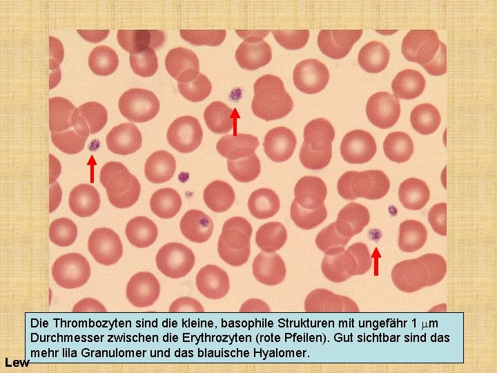 Lew Die Thrombozyten sind die kleine, basophile Strukturen mit ungefähr 1 mm Durchmesser zwischen