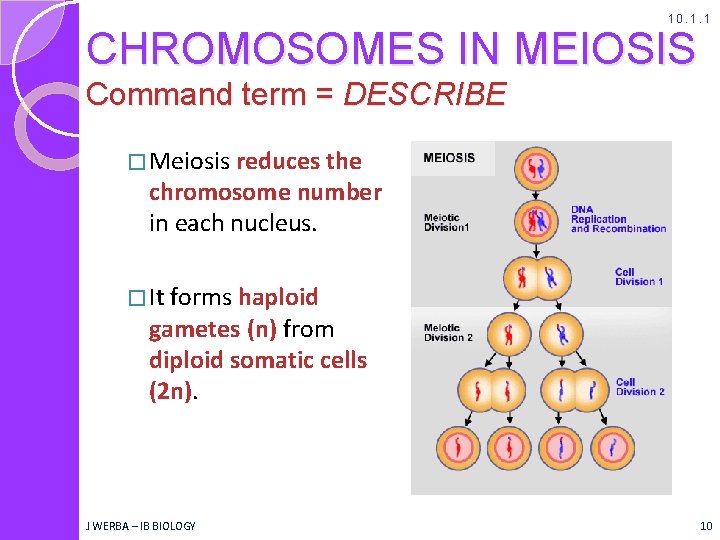 10. 1. 1 CHROMOSOMES IN MEIOSIS Command term = DESCRIBE � Meiosis reduces the