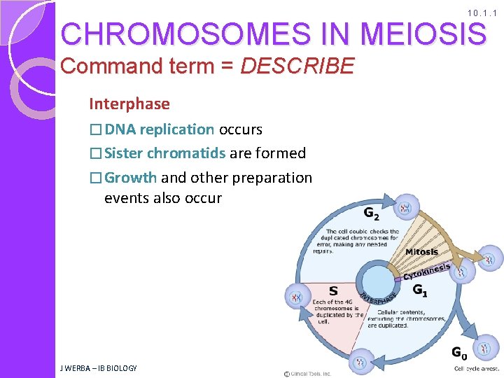 10. 1. 1 CHROMOSOMES IN MEIOSIS Command term = DESCRIBE Interphase � DNA replication