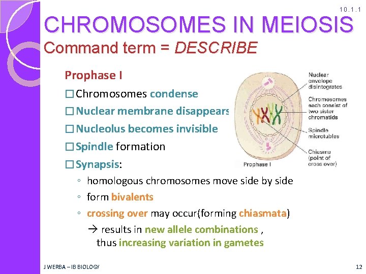 10. 1. 1 CHROMOSOMES IN MEIOSIS Command term = DESCRIBE Prophase I � Chromosomes