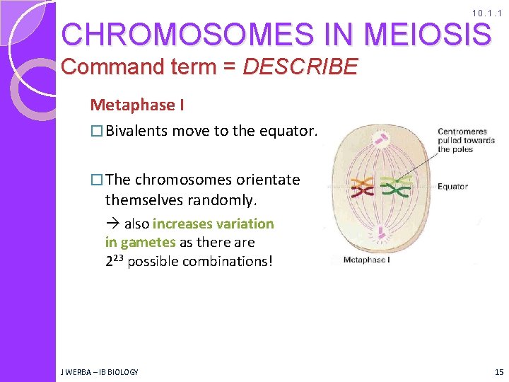 10. 1. 1 CHROMOSOMES IN MEIOSIS Command term = DESCRIBE Metaphase I � Bivalents