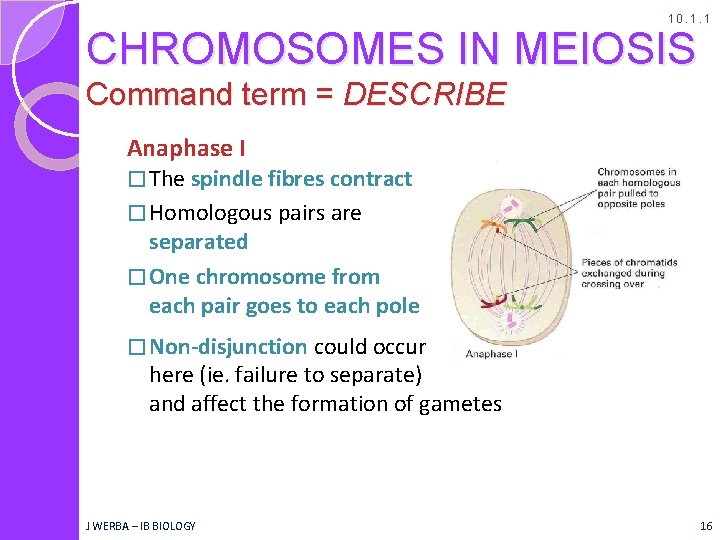 10. 1. 1 CHROMOSOMES IN MEIOSIS Command term = DESCRIBE Anaphase I � The