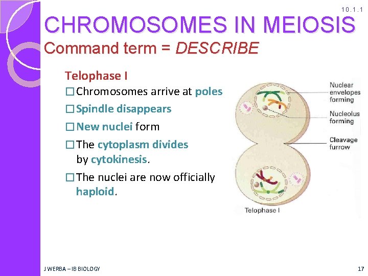 10. 1. 1 CHROMOSOMES IN MEIOSIS Command term = DESCRIBE Telophase I � Chromosomes