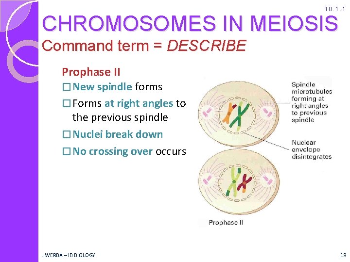 10. 1. 1 CHROMOSOMES IN MEIOSIS Command term = DESCRIBE Prophase II � New