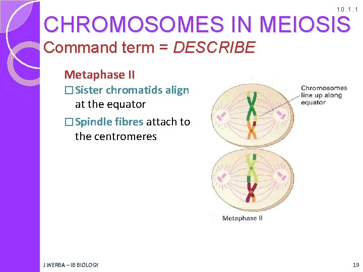 10. 1. 1 CHROMOSOMES IN MEIOSIS Command term = DESCRIBE Metaphase II � Sister