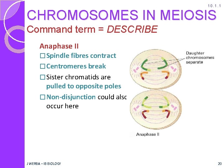 10. 1. 1 CHROMOSOMES IN MEIOSIS Command term = DESCRIBE Anaphase II � Spindle