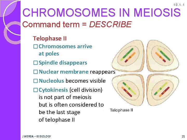 10. 1. 1 CHROMOSOMES IN MEIOSIS Command term = DESCRIBE Telophase II � Chromosomes