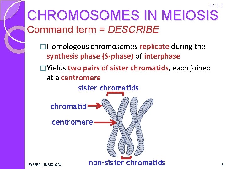 10. 1. 1 CHROMOSOMES IN MEIOSIS Command term = DESCRIBE � Homologous chromosomes replicate