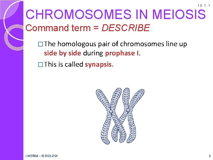 10. 1. 1 CHROMOSOMES IN MEIOSIS Command term = DESCRIBE � The homologous pair