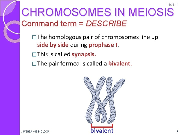 10. 1. 1 CHROMOSOMES IN MEIOSIS Command term = DESCRIBE � The homologous pair