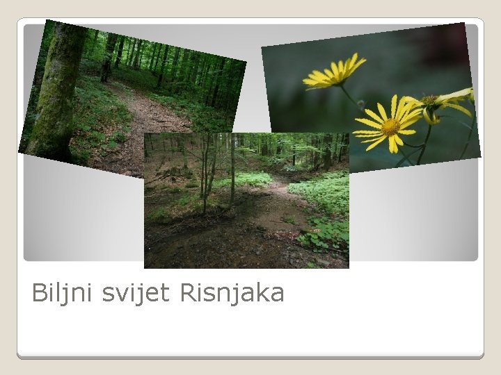 Biljni svijet Risnjaka 