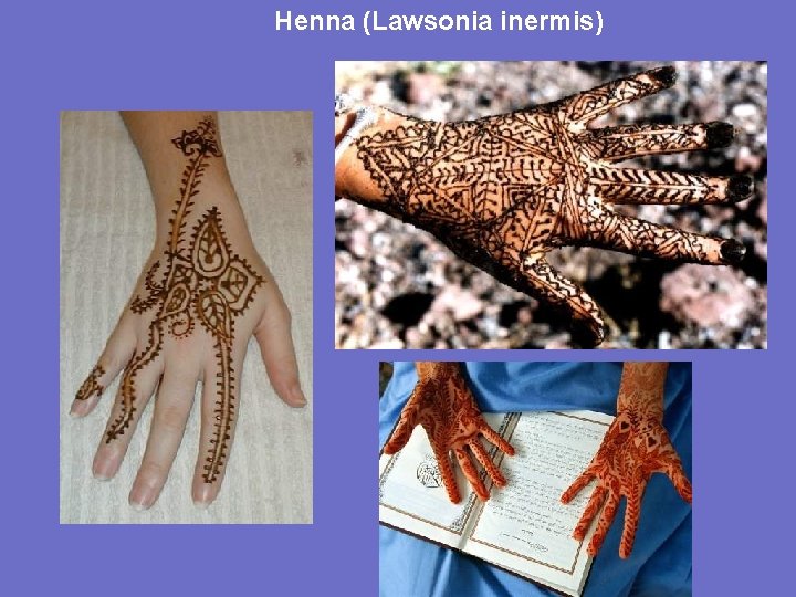 Henna (Lawsonia inermis) 