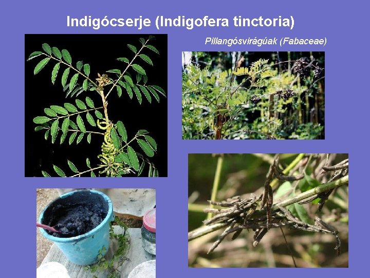 Indigócserje (Indigofera tinctoria) Pillangósvirágúak (Fabaceae) 