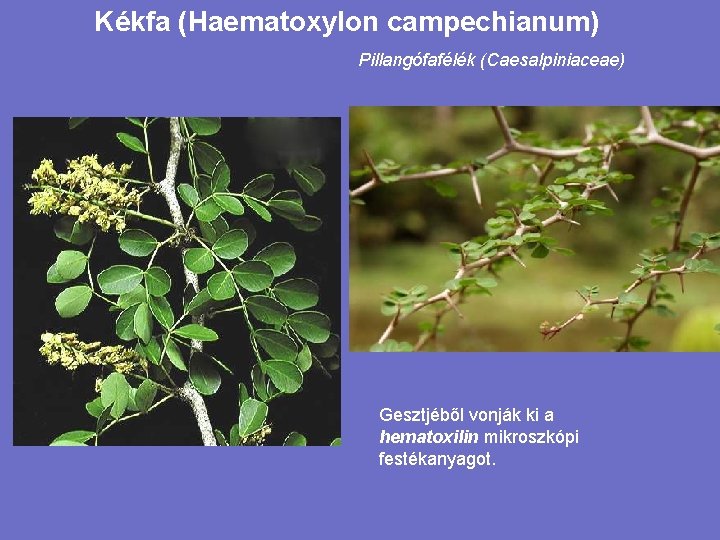 Kékfa (Haematoxylon campechianum) Pillangófafélék (Caesalpiniaceae) Gesztjéből vonják ki a hematoxilin mikroszkópi festékanyagot. 